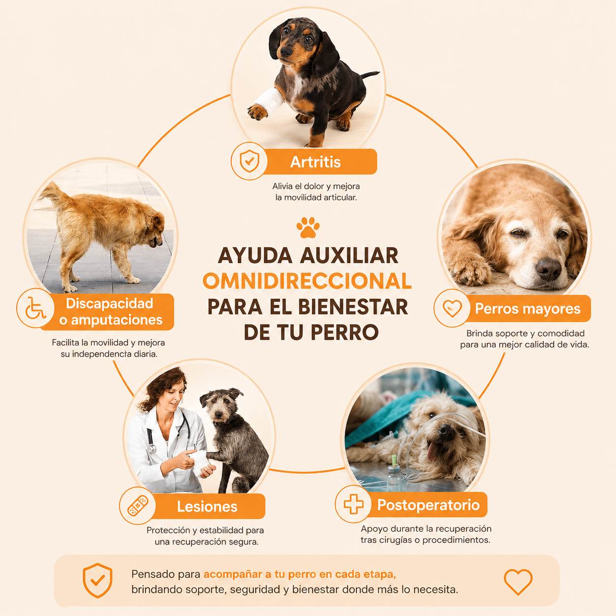 ARNÉS EN PECHERA Ó PATAS TRASERAS